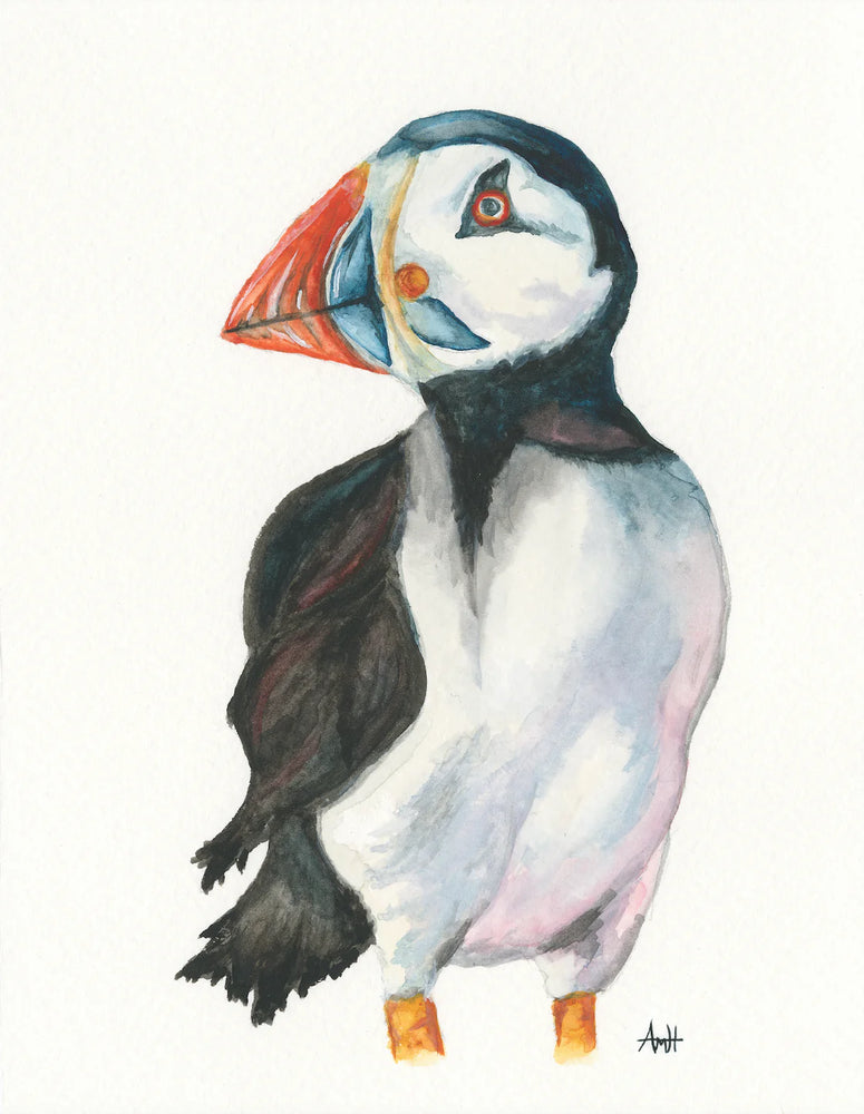 Handsome Puffin