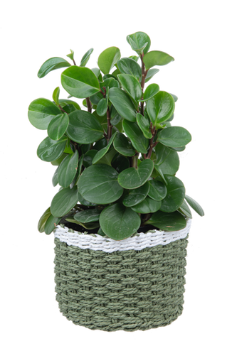 Green Woven Basket