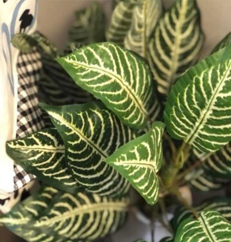 Green leaf foliage bunch