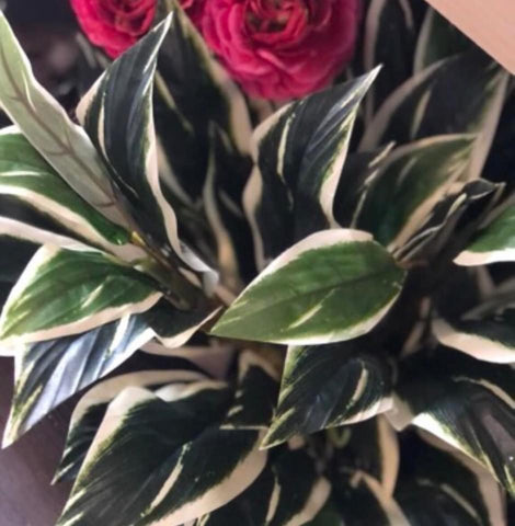 Long leaf foliage bunch