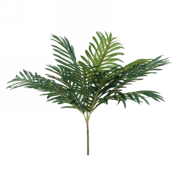 Palm Plant