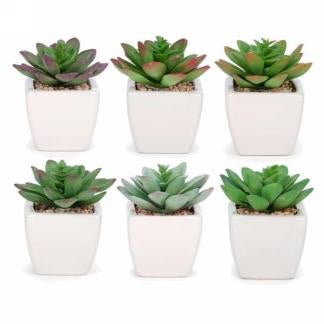 Succulent in Ceramic Pot