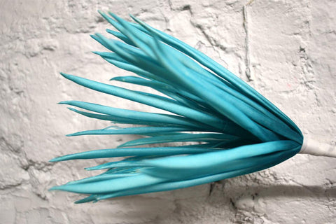 Turquoise Senecio